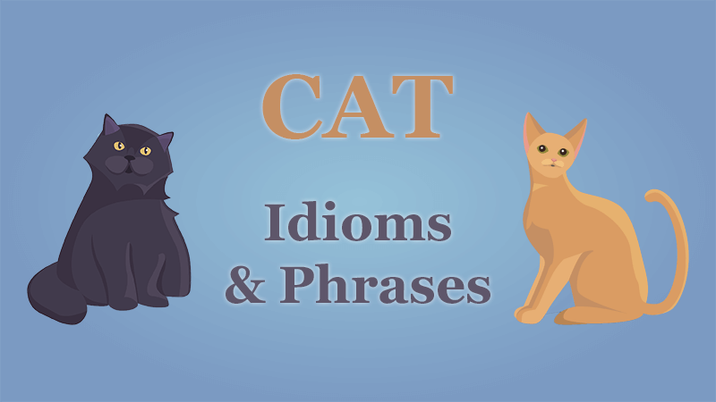 Cat Idioms And Phrases